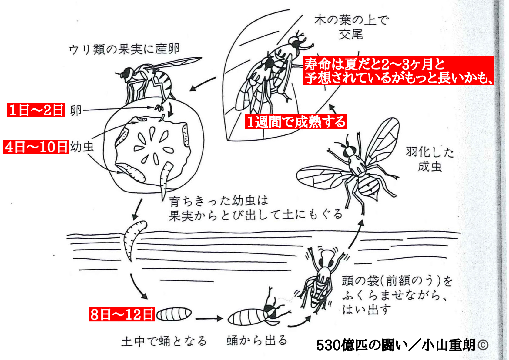 セグロウリミバエのライフサイクル – さわりんガーデンビレッジ